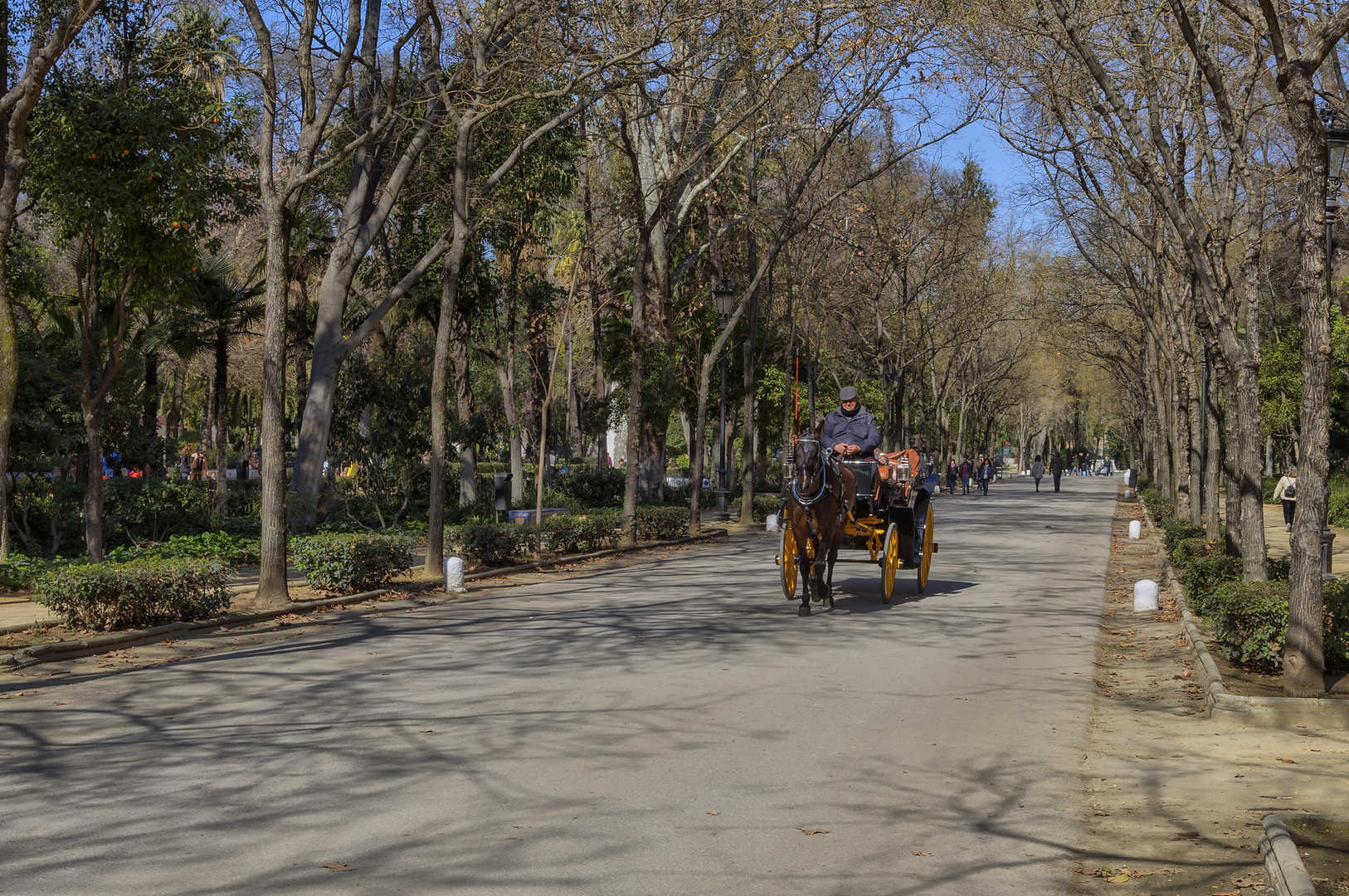 PASEO EN COCHE DE CABALLOS