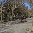 PASEO EN COCHE DE CABALLOS