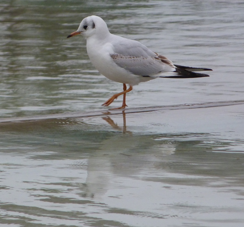 paseo en el agua