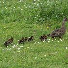 Paseo en familia