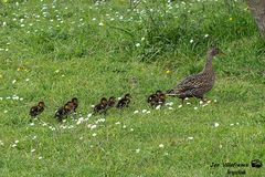 Paseo en familia