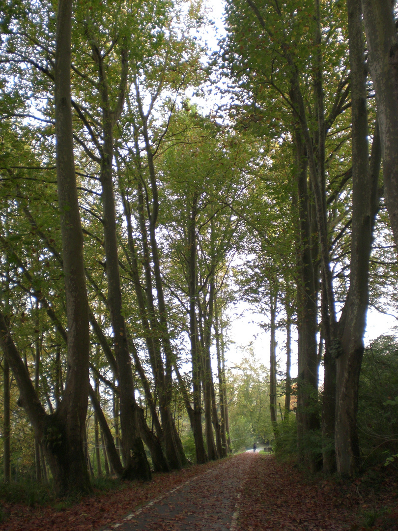 Paseo entre los árboles