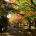 PASEO OTOÑAL