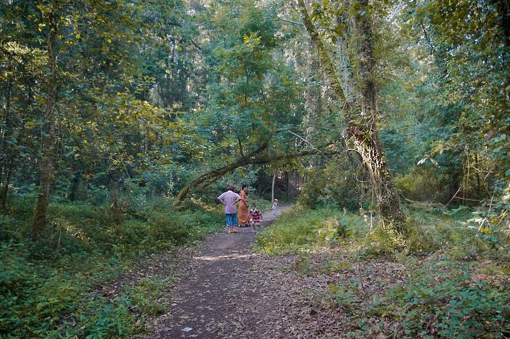 Paseo por el bosque