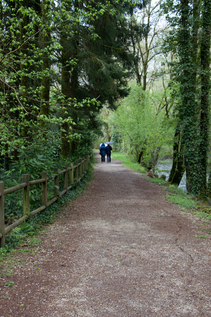 Paseo por el bosque