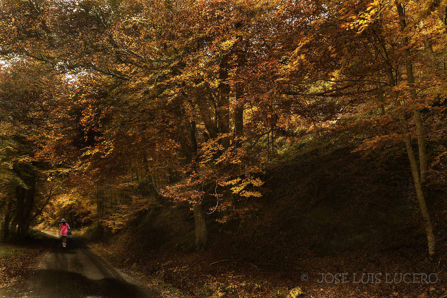 Paseo por el bosque