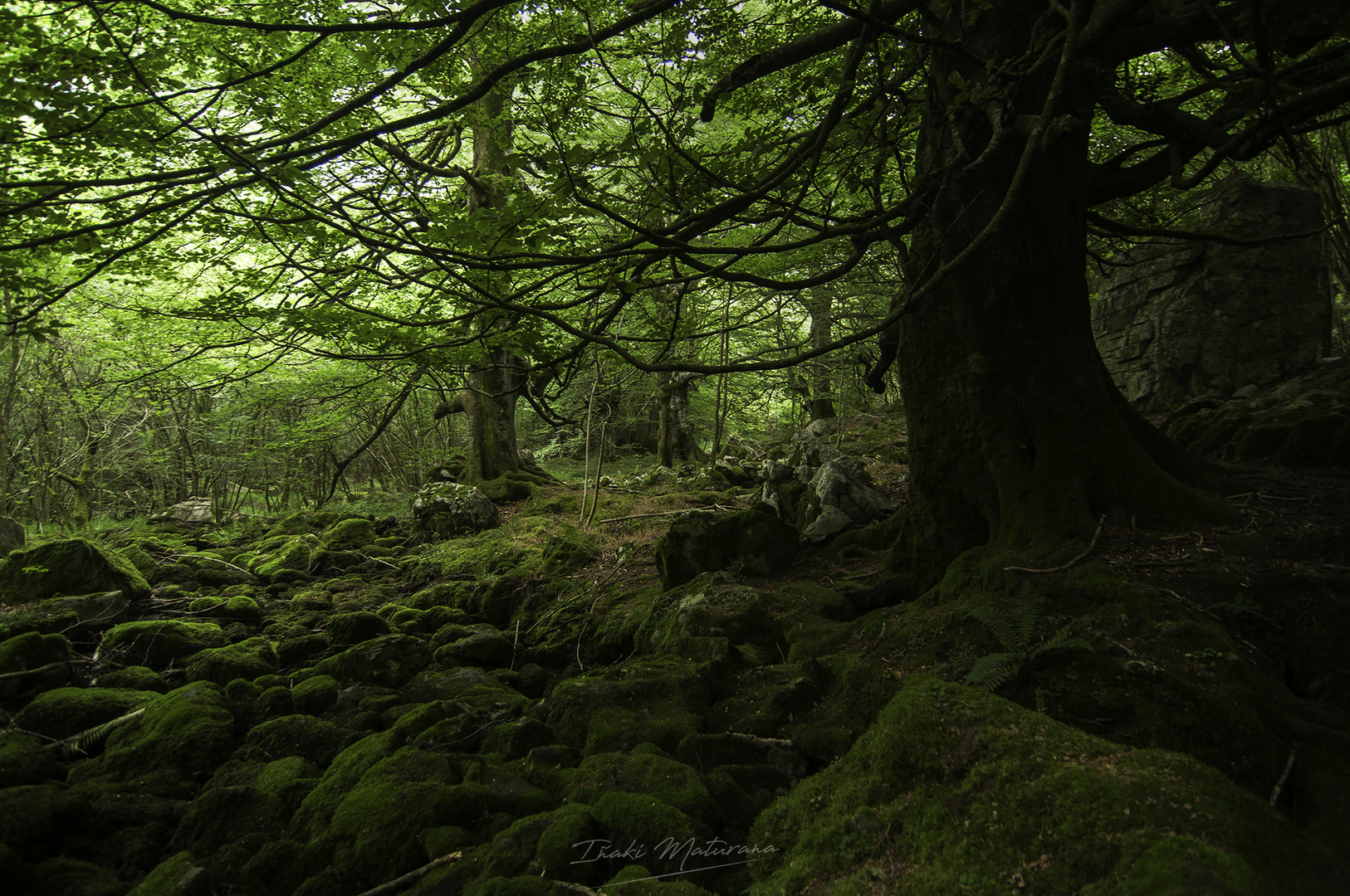 Paseo por el bosque