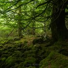 Paseo por el bosque