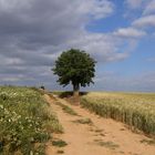 Paseo por el campo