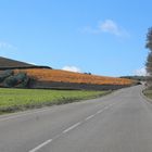 paseo por el campo