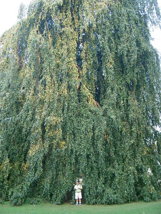 paseo por el parque-arbol grande