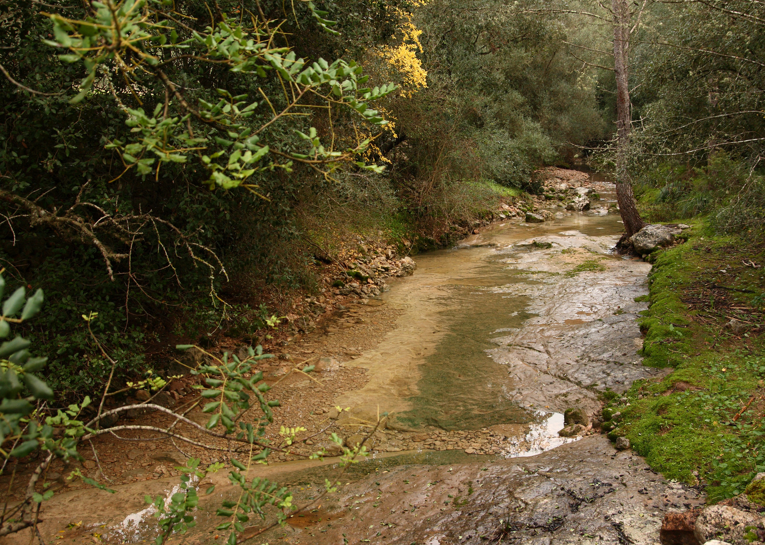 Paseo por el torrente