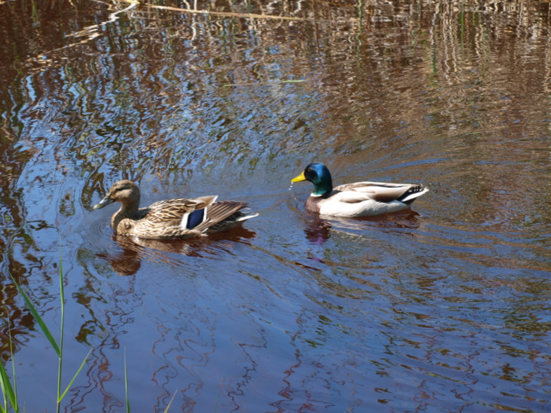 Paseo por L' Albufera