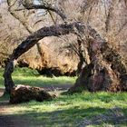 paseo por las tablas de daimiel 2