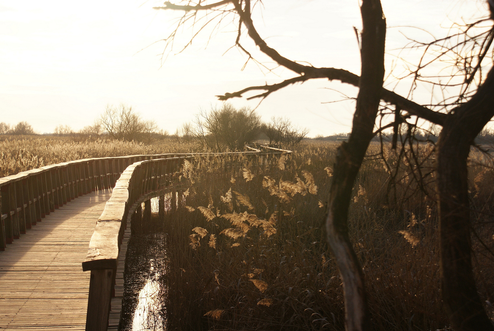 paseo por las tablas de daimiel 5