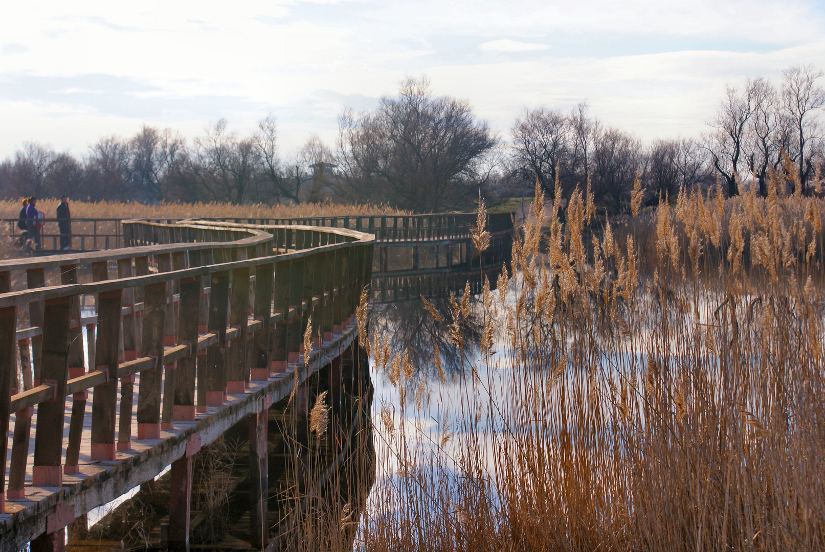 paseo por las tablas de daimiel