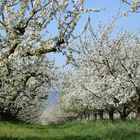 Paseo por los frutales