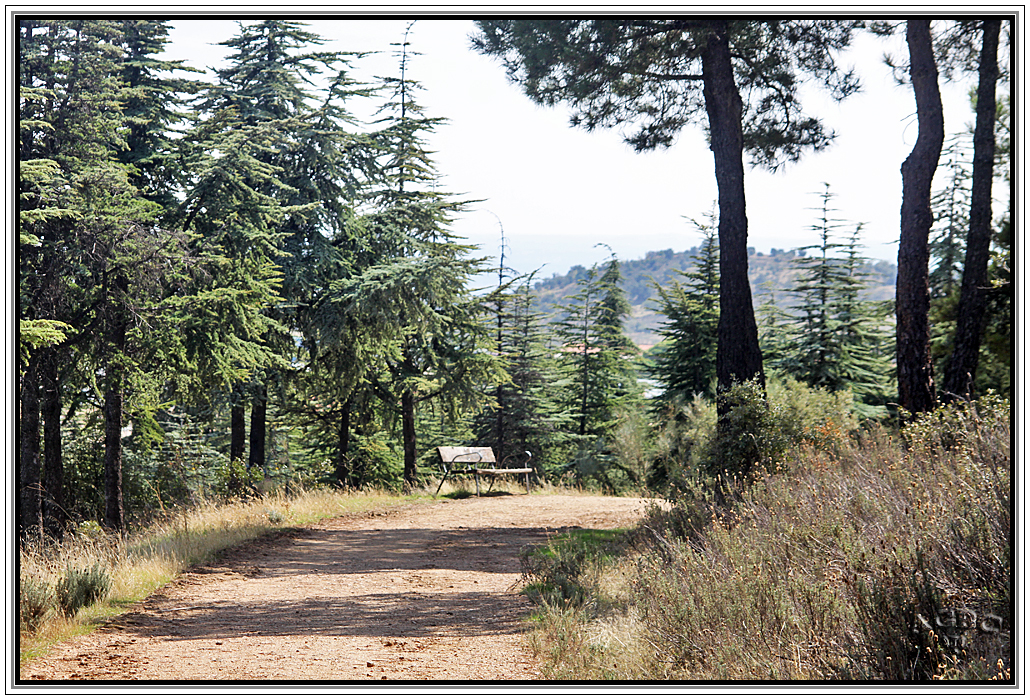 Paseo romántico por el bosque