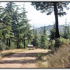 Paseo romántico por el bosque