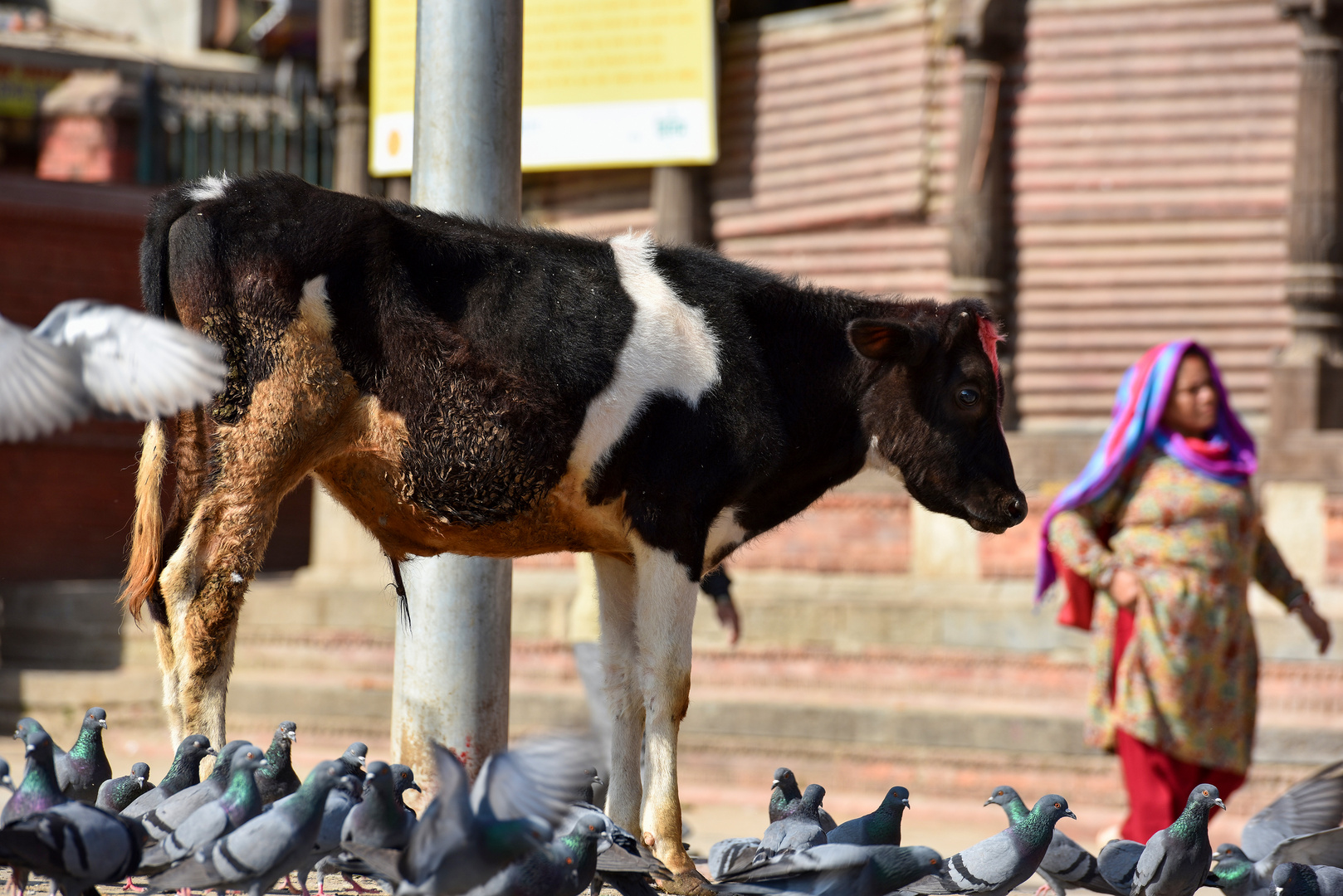 Pashupatinath 22