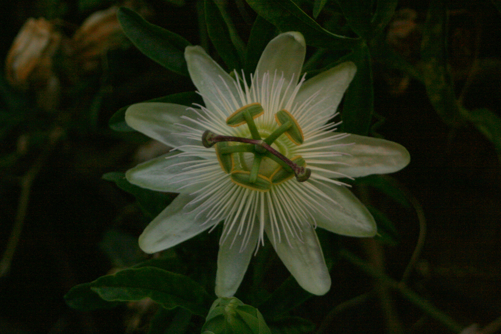 Pasiflora