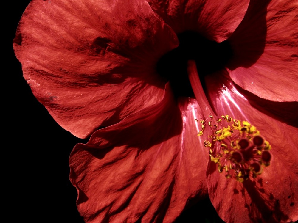 Pasión de colibríes.