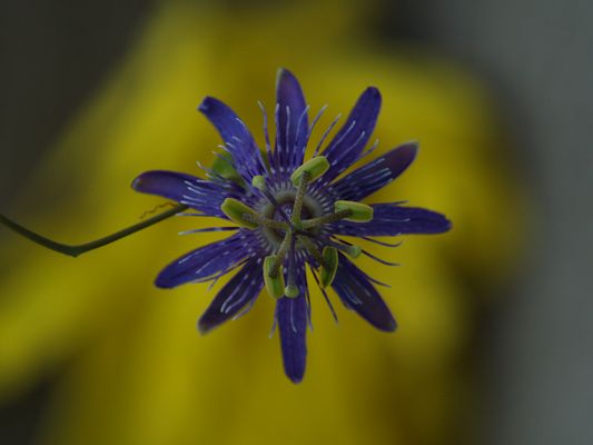 PASIONARIA BRASILERA
