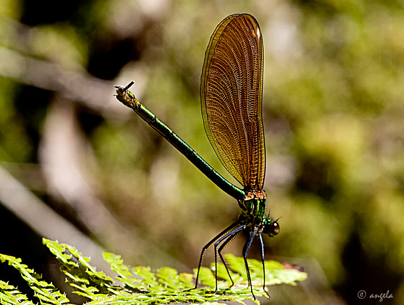 Paso de baile (calopteris splendens)