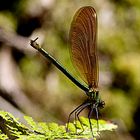 Paso de baile (calopteris splendens)