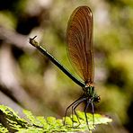 Paso de baile (calopteris splendens)