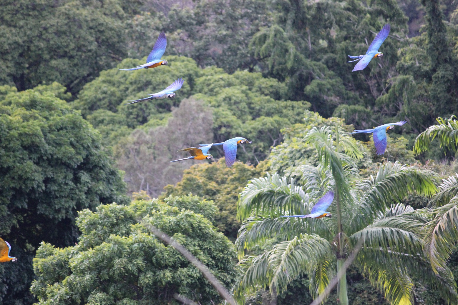 Paso de Guacamayas