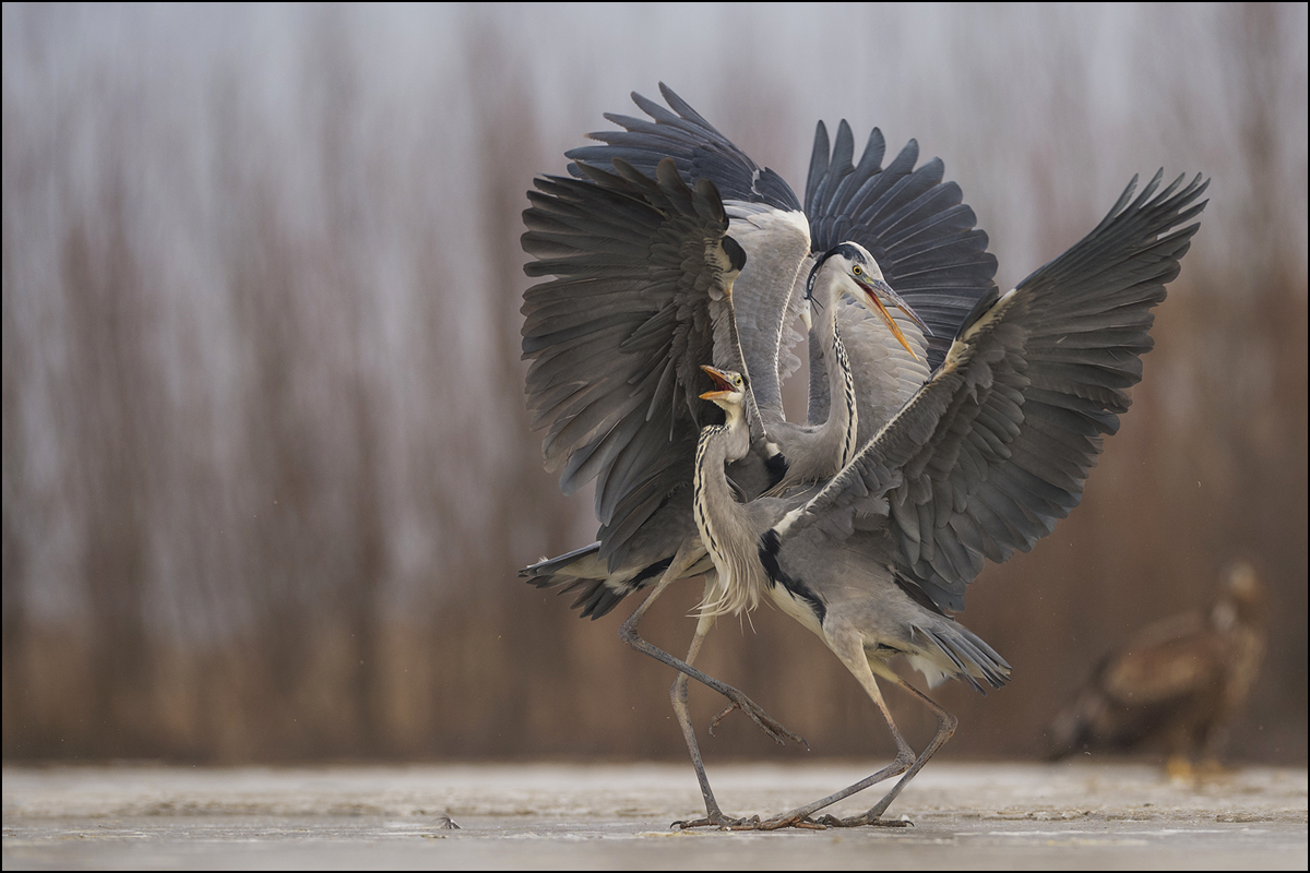 Paso Doble