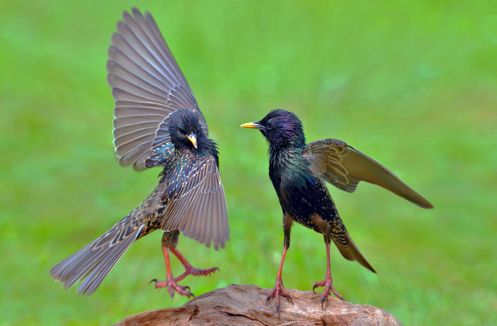 Paso Doble