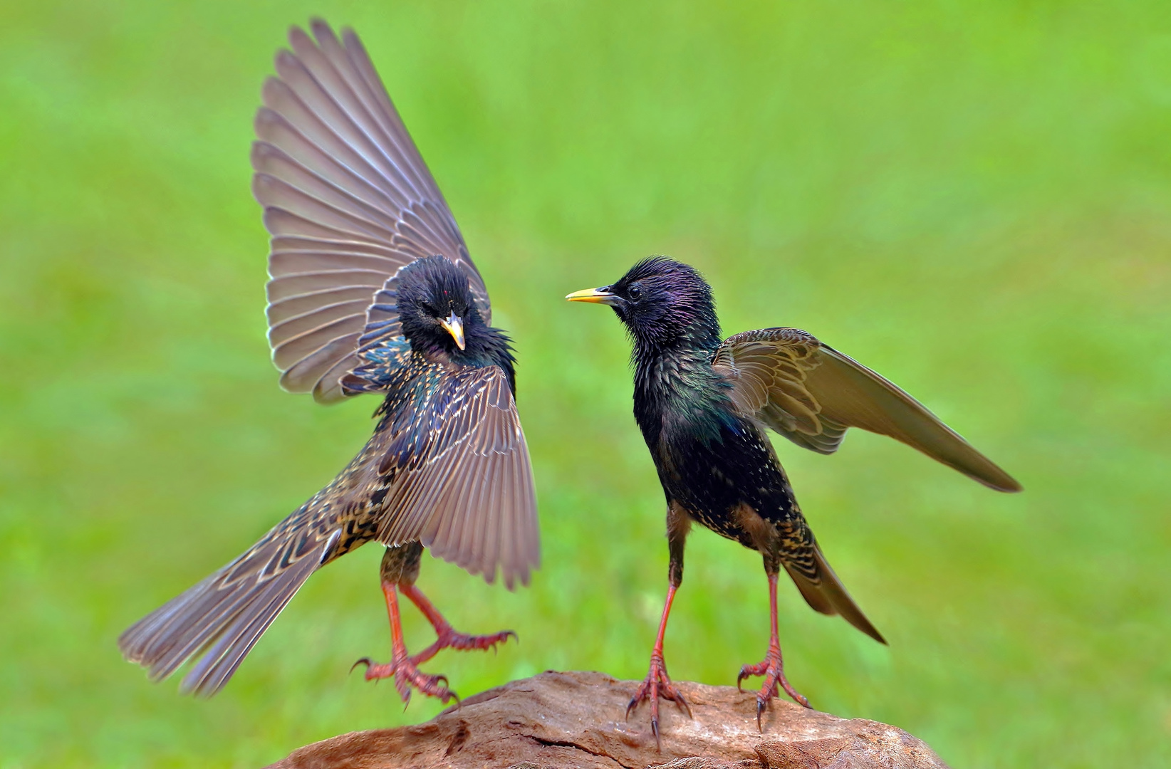 Paso doble