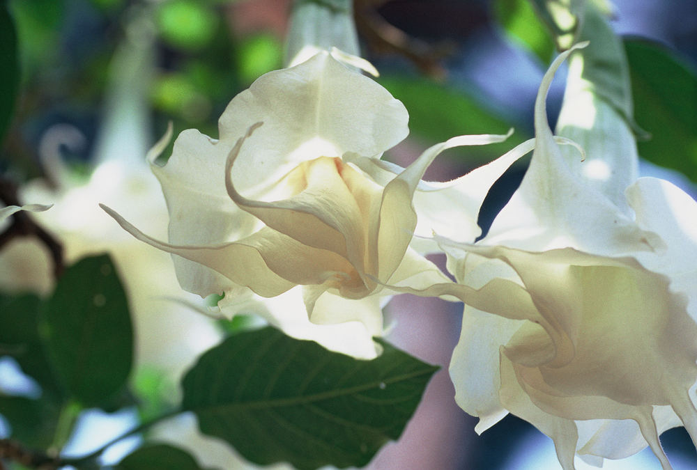 Paso doble in white