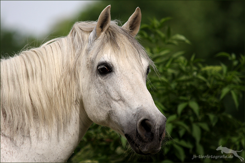 Paso Fino