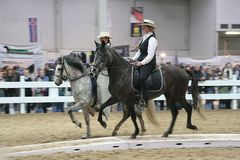 Paso Finos in Schauring der Halle 23 auf der Pferd und Jagd