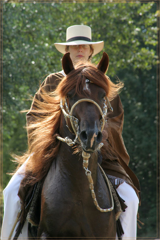 Paso Peruano Hengst "Zingaro"