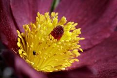 Pasque flower