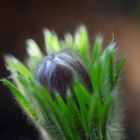 pasque flower