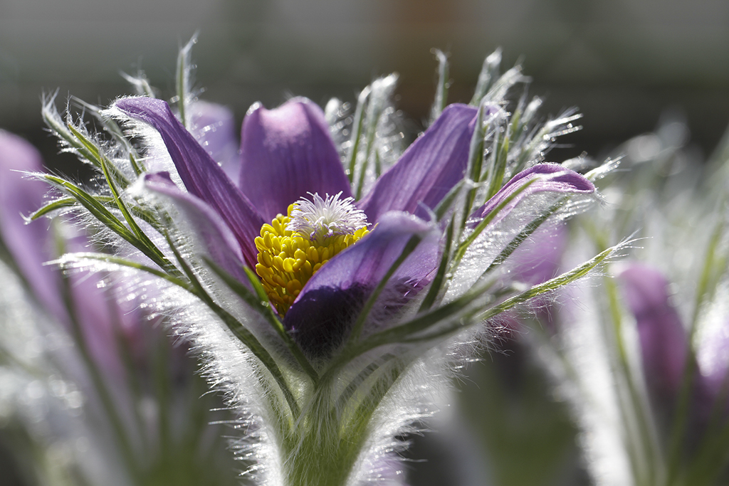 pasque flower