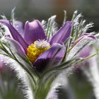 pasque flower