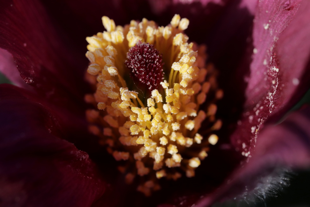 Pasque flower (Pulsatilla) 