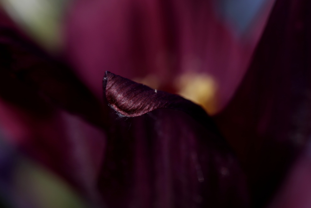 Pasque flower (Pulsatilla)