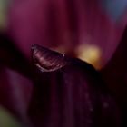 Pasque flower (Pulsatilla)