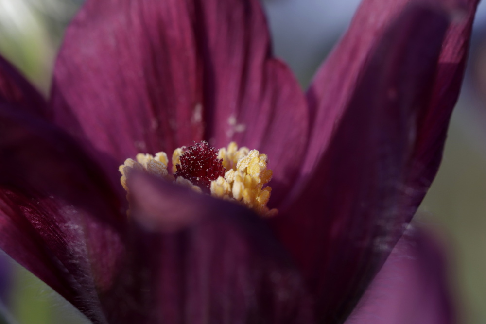 Pasque flower (Pulsatilla)