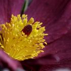 Pasque Flower (Pulsatilla vulgaris)