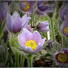 Pasque Flowers