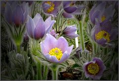 Pasque Flowers