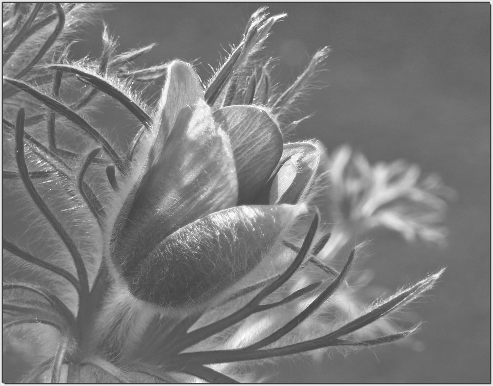 Pasqueflower